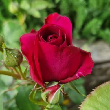 Rosa 'Ausbernard' syn. Rosa 'Munstead Wood'