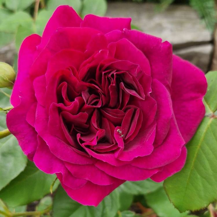 Plant image Rosa 'Ausbernard' syn. Rosa 'Munstead Wood'