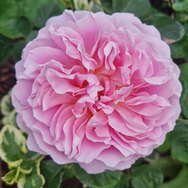 Plant image Rosa 'Ausegdon' syn. Rosa 'Eustacia Vye', Rosa 'Sts Francis And Claire'