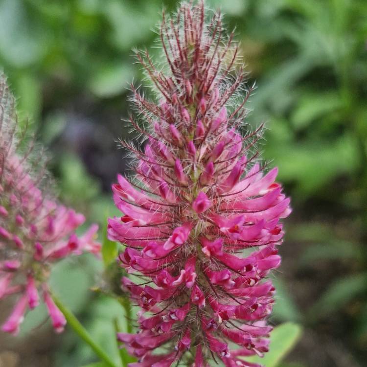 Plant image Trifolium rubens