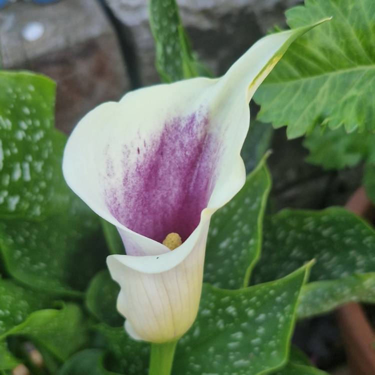 Plant image Zantedeschia elliottiana 'Picasso'