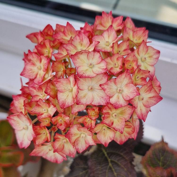 Plant image Hydrangea macrophylla 'Light My Fire'