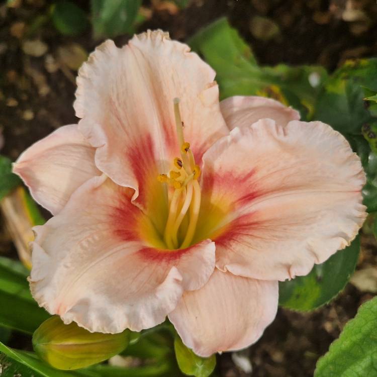 Plant image Hemerocallis 'Cherry Valentine'