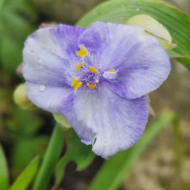 Plant image Tradescantia (Andersoniana Group) 'Bilberry Ice'