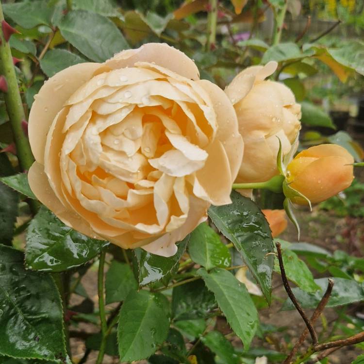 Plant image Rose 'Dannahue'