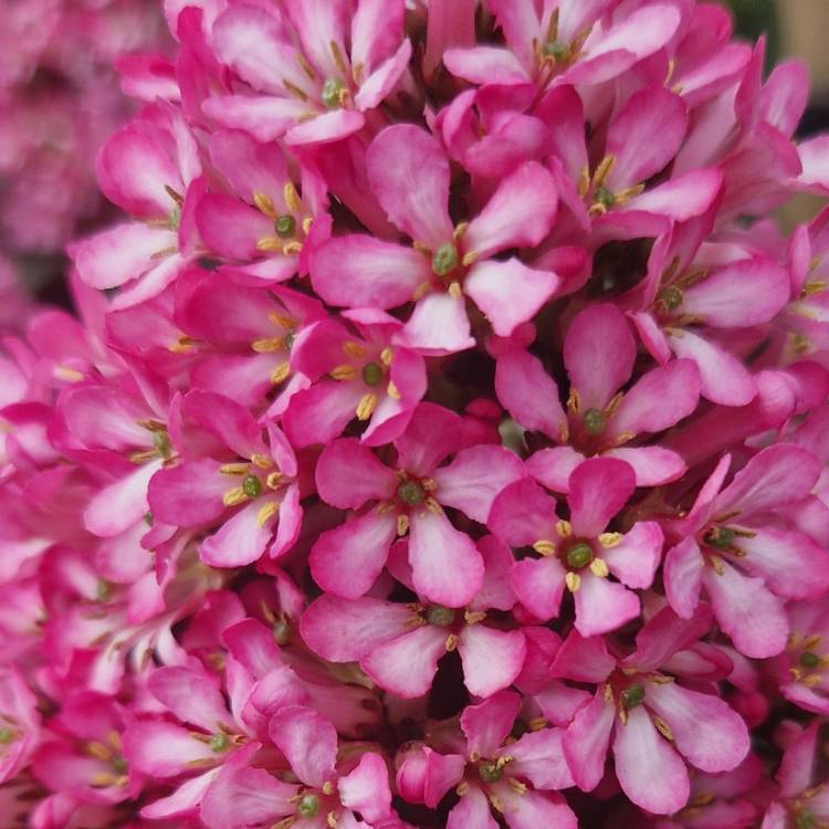 Plant image Escallonia 'Pink Elle'