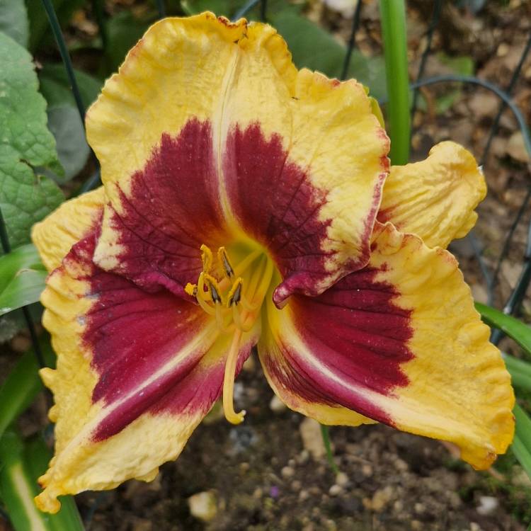 Plant image Hemerocallis 'Calico Jack'