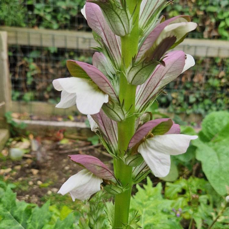 Plant image Acanthus hungaricus 'White Lips'