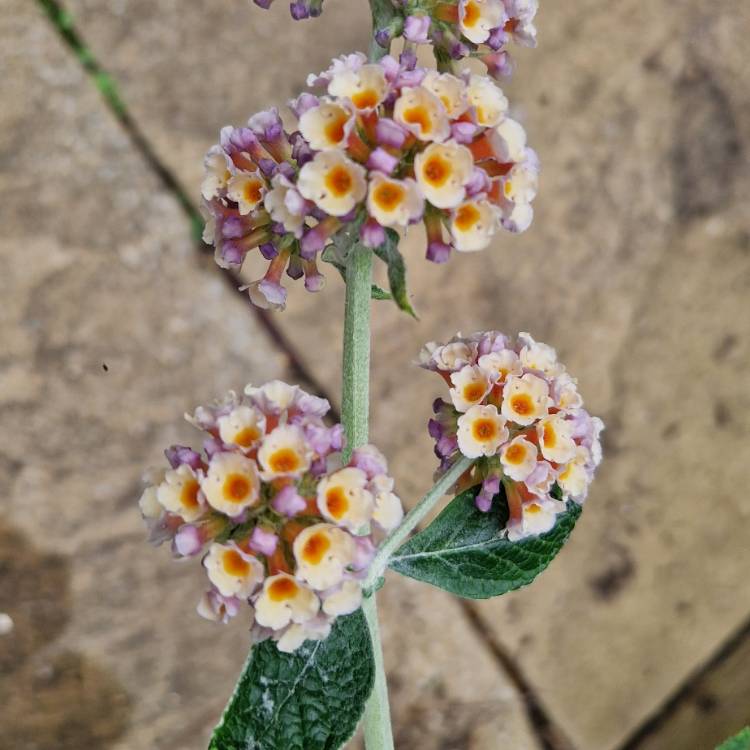 Plant image Buddleja x weyeriana 'Moonlight' syn. Buddleja 'Hocus Pocus'