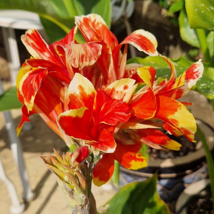 Plant image Canna 'Cannova Red Golden Flame'