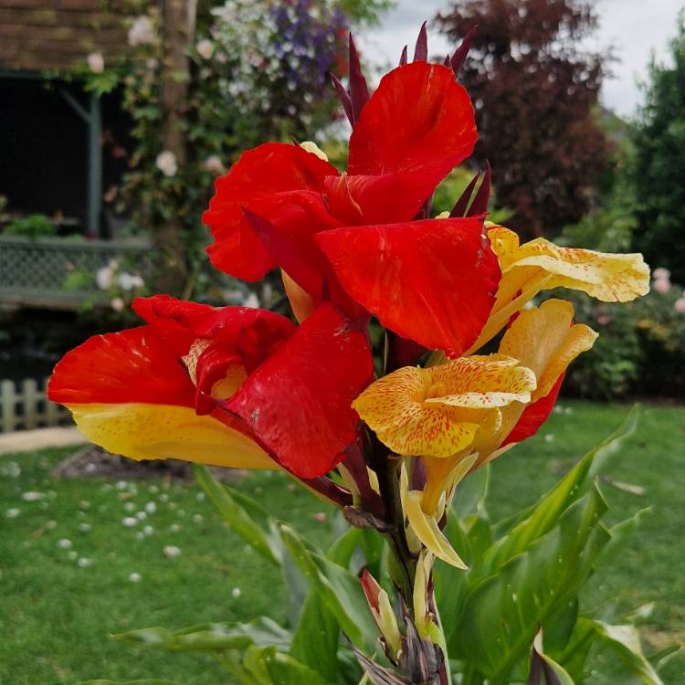 Plant image Canna 'Cleopatra' syn. Canna 'Yellow King Humbert', Canna 'Harlequin'