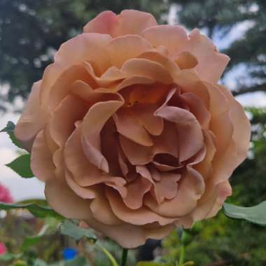 Floribunda Rose 'Koko Loko™'