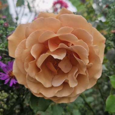 Floribunda Rose 'Koko Loko™'