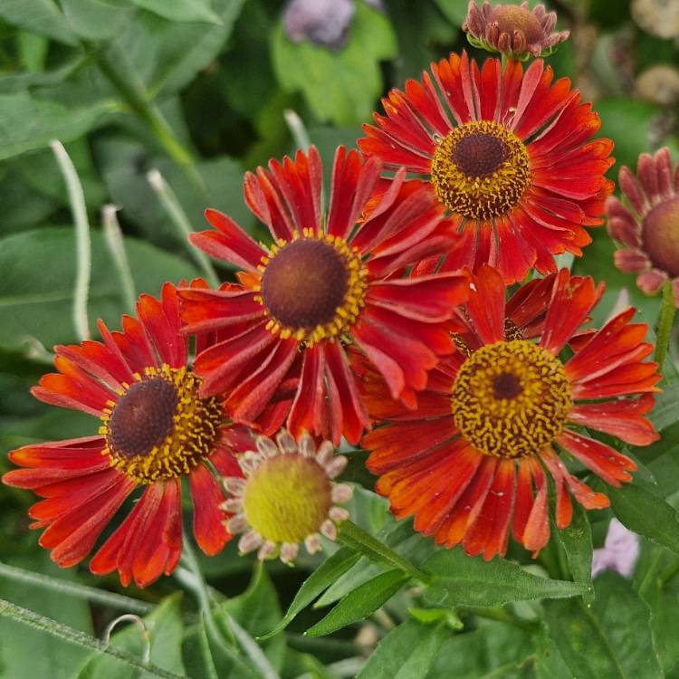 Plant image Helenium 'Rubinkuppel'