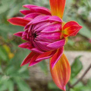 Dahlia 'Firepot'