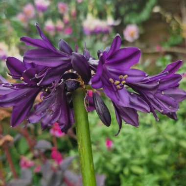 Agapanthus Black Jack 