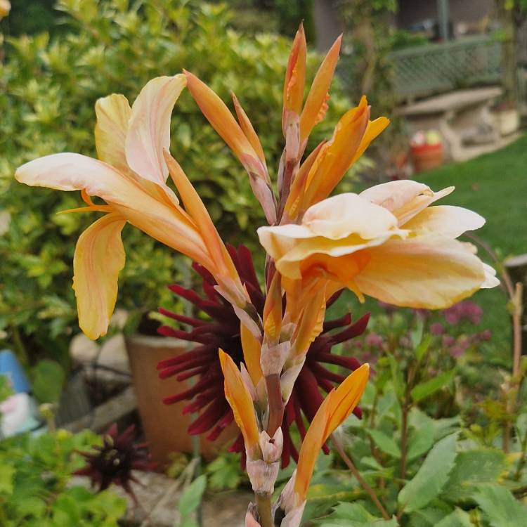 Plant image Canna 'Louis Cottin'