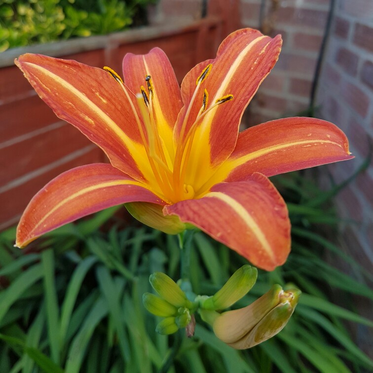 Plant image Hemerocallis 'Autumn Red'