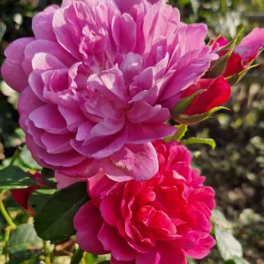 Rose 'Princess Anne' (Shrub)