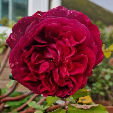 Rose 'Munstead Wood' (Shrub)