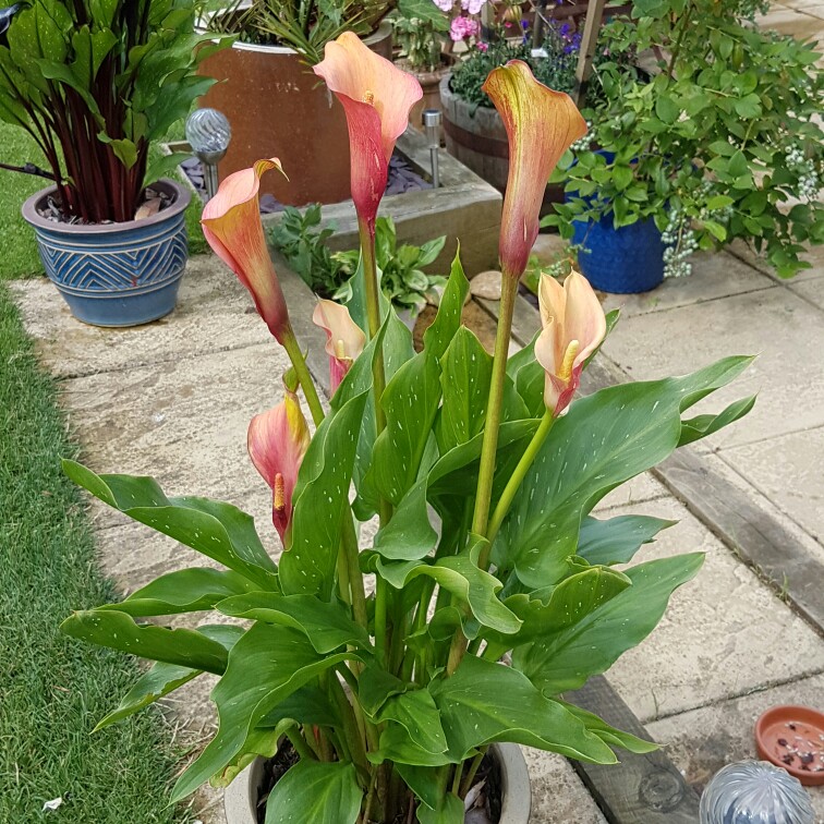 Plant image Zantedeschia 'Sunrise'