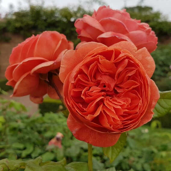 Plant image Rosa 'Austango' syn. Rosa 'Summer Song'