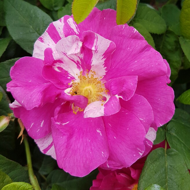 Plant image Rosa gallica 'Versicolor' syn. Rosa mundi, Rosa 'Mundi', Rosa mundi 'Versicolor'