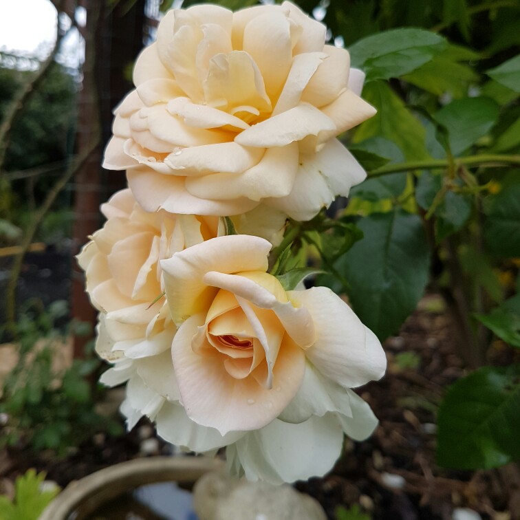 Plant image Rosa 'Champagne Moments'