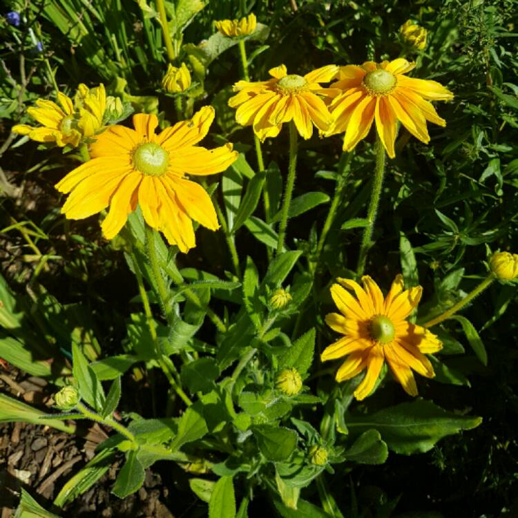 Plant image Rudbeckia hirta 'Prairie Sun'