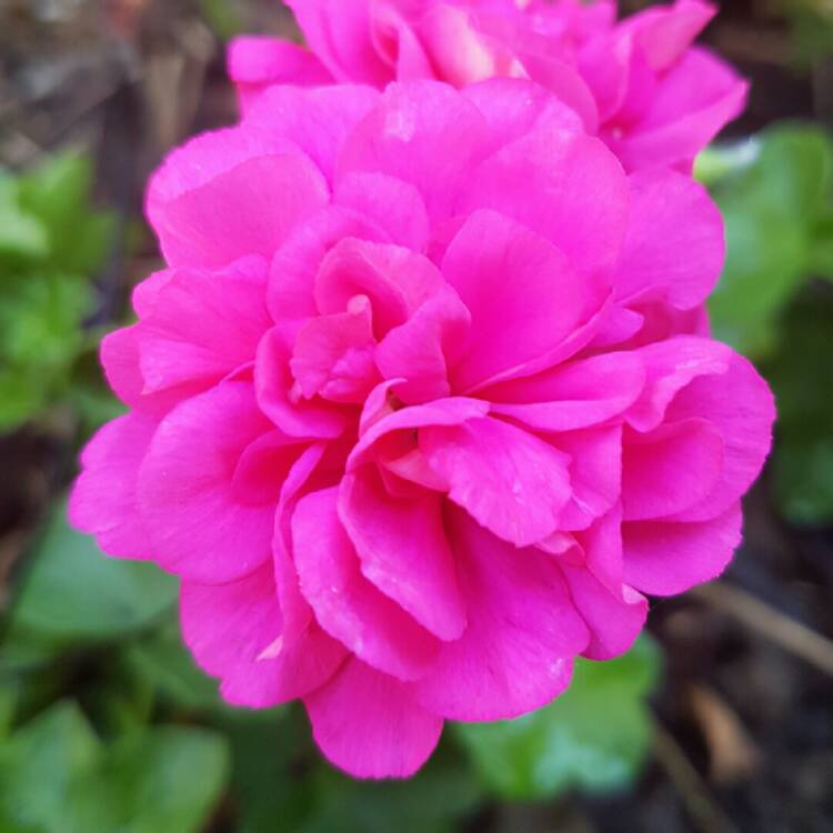 Plant image Pelargonium 'Pacblusy' syn. Pelargonium 'Blue Sybil'