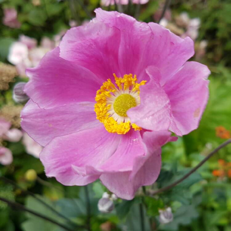 Plant image Anemone Hupehensis var. japonica 'Fantasy Cinderella'