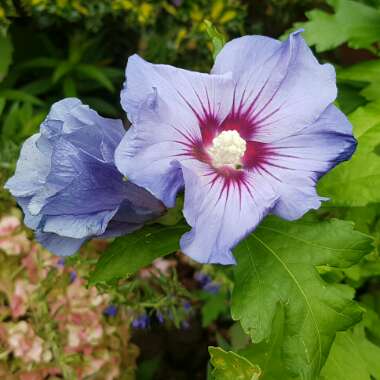 Hibiscus syriacus 'Oiseau Bleu' syn. Hibiscus syriacus 'Blue Bird'