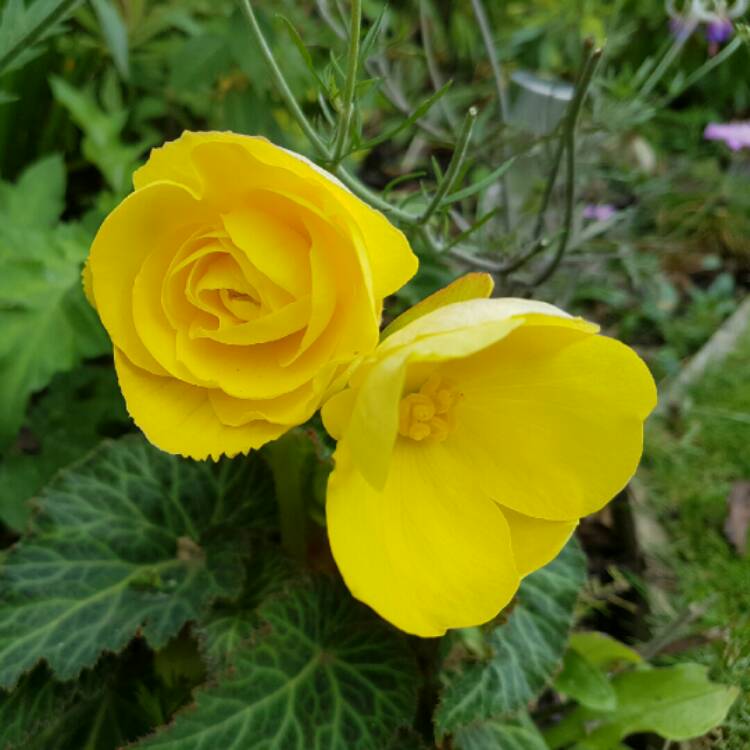 Plant image Begonia 'Nonstop Mix' (Nonstop Series)