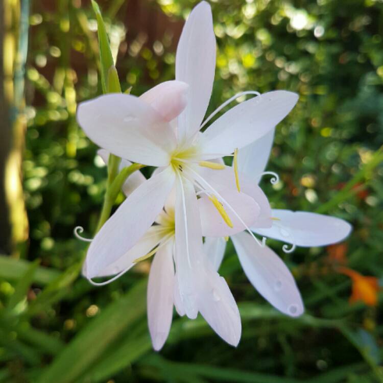 Plant image Hesperantha coccinea 'Wilfred H. Bryant' syn. Schizostylis coccinea 'Wilfred H. Bryant', Hesperantha 'Pink Princess', Schizostylis 'Pink Princess'