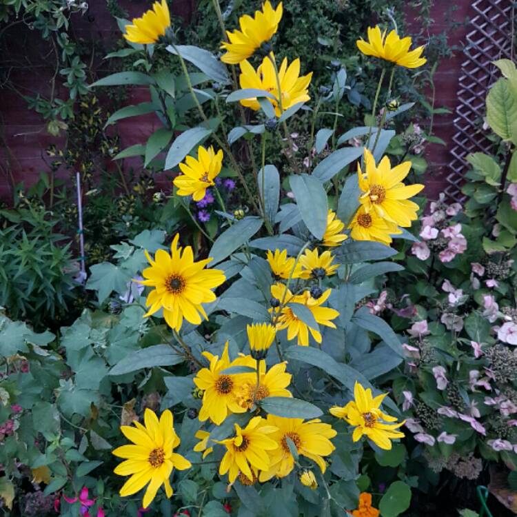 Plant image Helianthus 'Double Whammy'