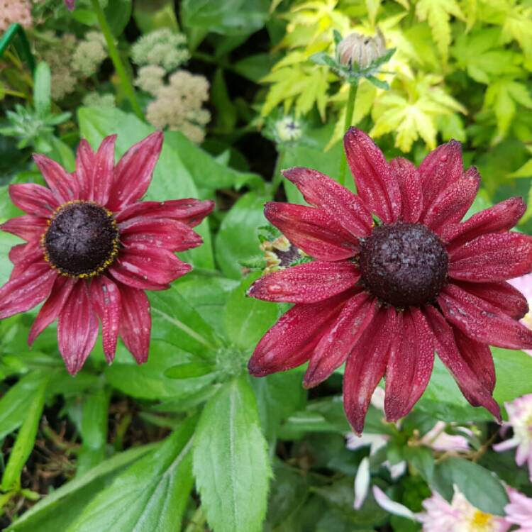 Plant image Rudbeckia hirta 'Cherry Brandy'