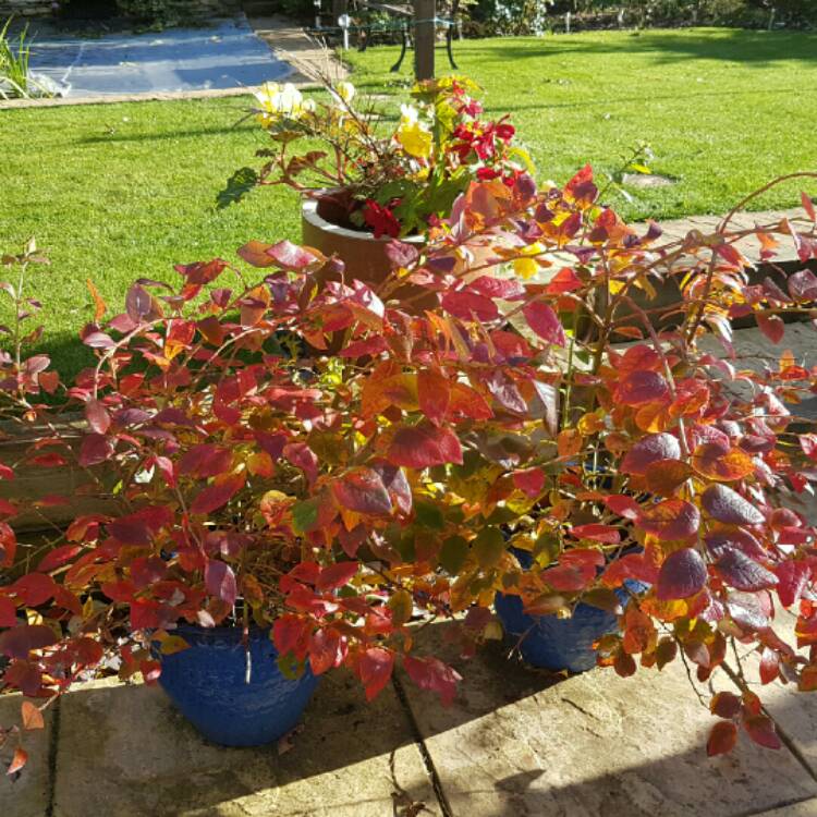 Plant image Vaccinium corymbosum 'Blue Jay'