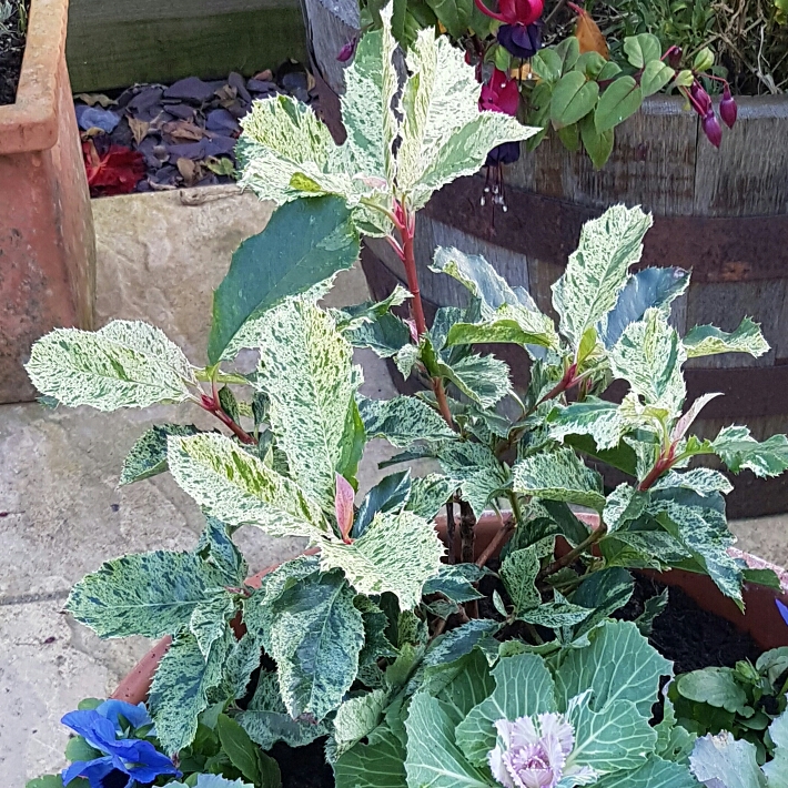 Plant image Photinia serratifolia 'Opl005' syn. Photinia serratifolia 'Pink Crispy'