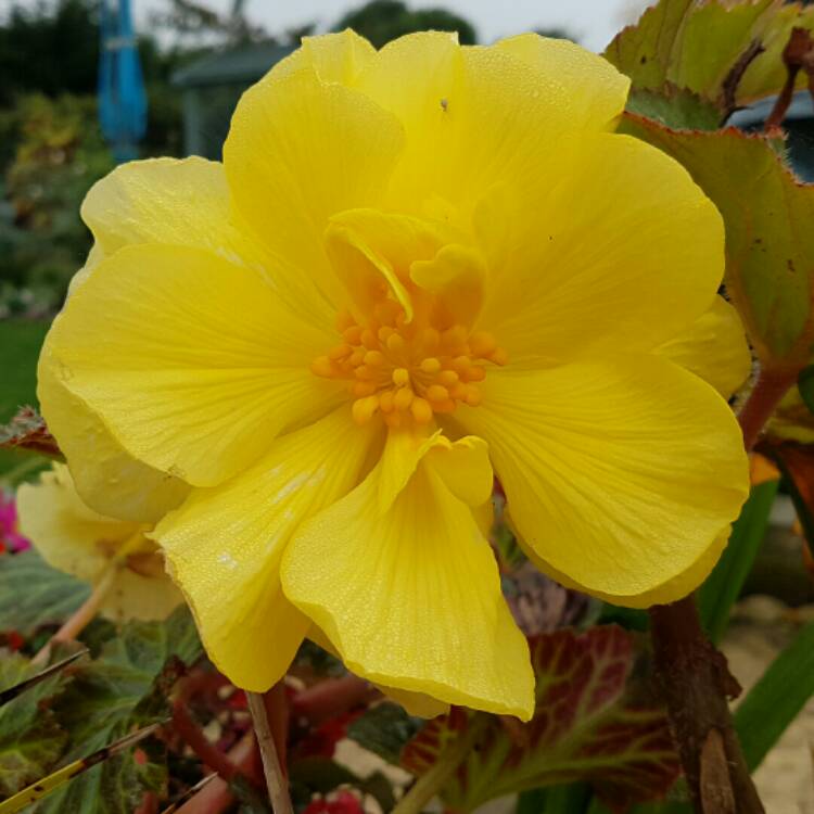 Plant image Begonia 'Nonstop Mix' (Nonstop Series)