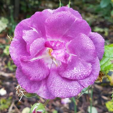 Rosa 'Frantasia' syn. Rosa 'Rhapsody in Blue'