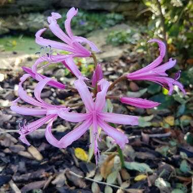 x Amarine tubergenii Belladiva Series syn. x Amarine 'Belladiva'