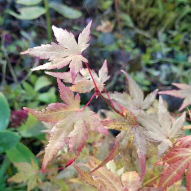 Acer palmatum