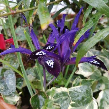 Iris 'Blue Note' syn. Iris reticulata 'Blue Note'