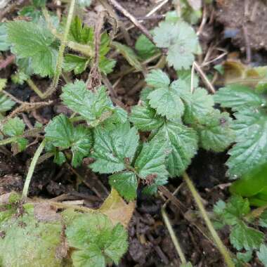 Plectranthus tomentosa