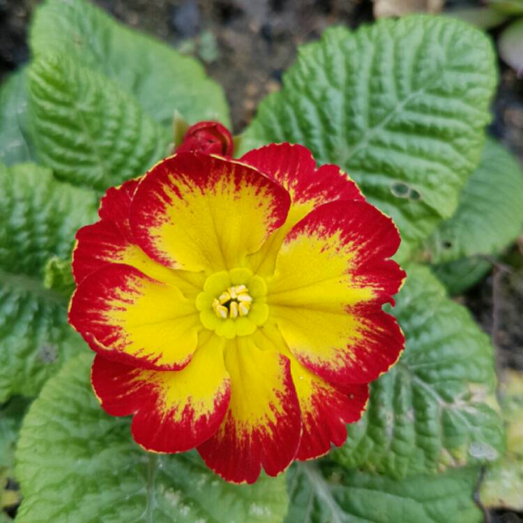 Plant image Primula Kennedy Irish series 'Innisfree'