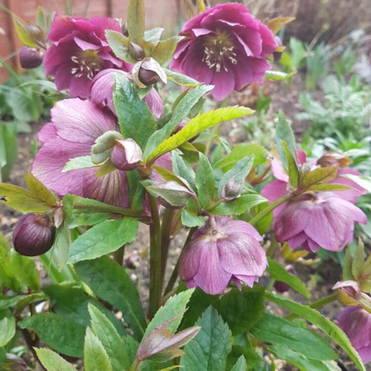 Plant image Helleborus x hybridus 'Queen Of The Night' (Queen Series)