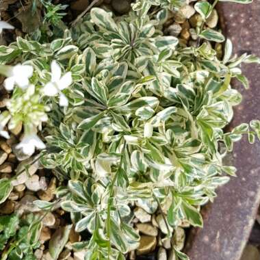 Arabis Alpina Caucasica Variegata