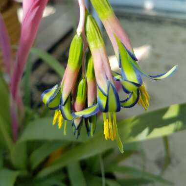 Billbergia nutans