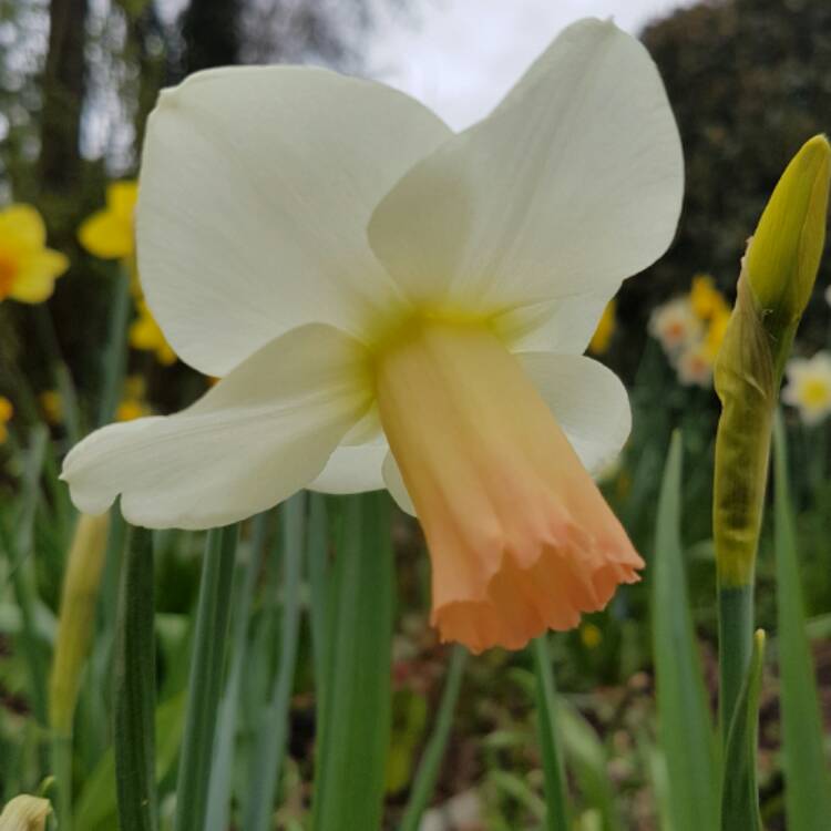 Plant image Narcissus 'Pink Smiles'