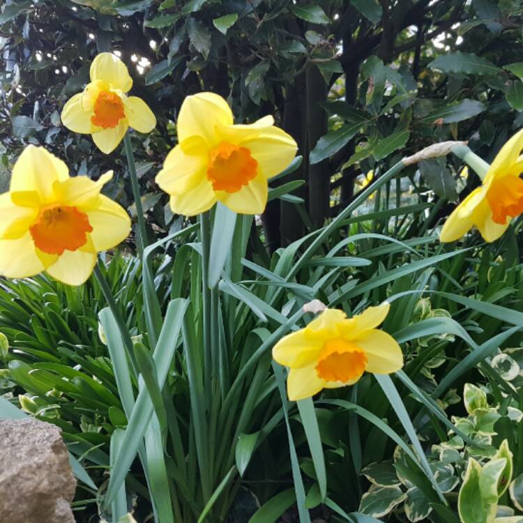 Plant image Narcissus 'Home Fires'